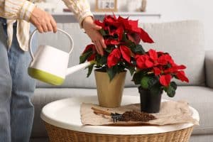 irrigazione dal basso Stelle di Natale